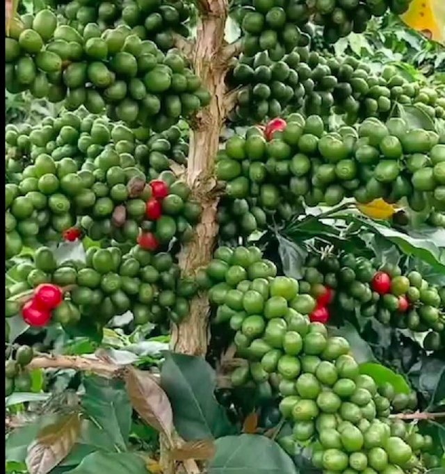 Hirwa Coffe Hub 